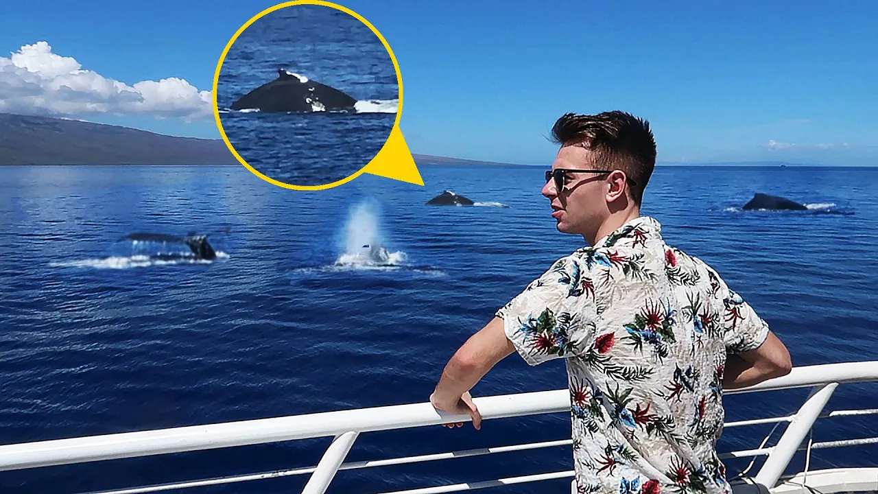 OMRINGET AF KÆMPE HVALER PÅ HAWAII