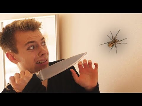 NÅR DRENGE ER BANGE FOR EDDERKOPPER