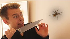 NÅR DRENGE ER BANGE FOR EDDERKOPPER