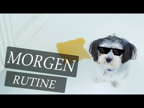 MIN HUNDS MORGEN RUTINE