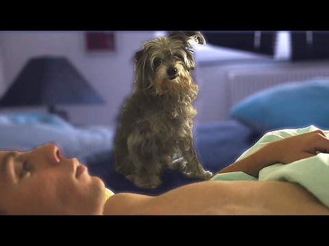 SOVER MED MIN HUND | 5