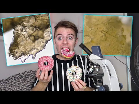 Undersøger donuts i Mikroskop!