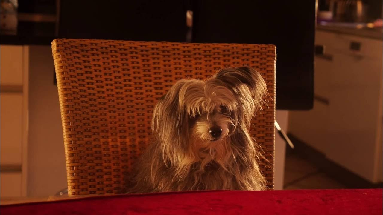 Min Hunds Nytårs Tale 2015