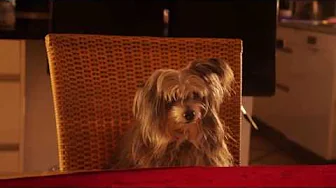 Min Hunds Nytårs Tale 2015