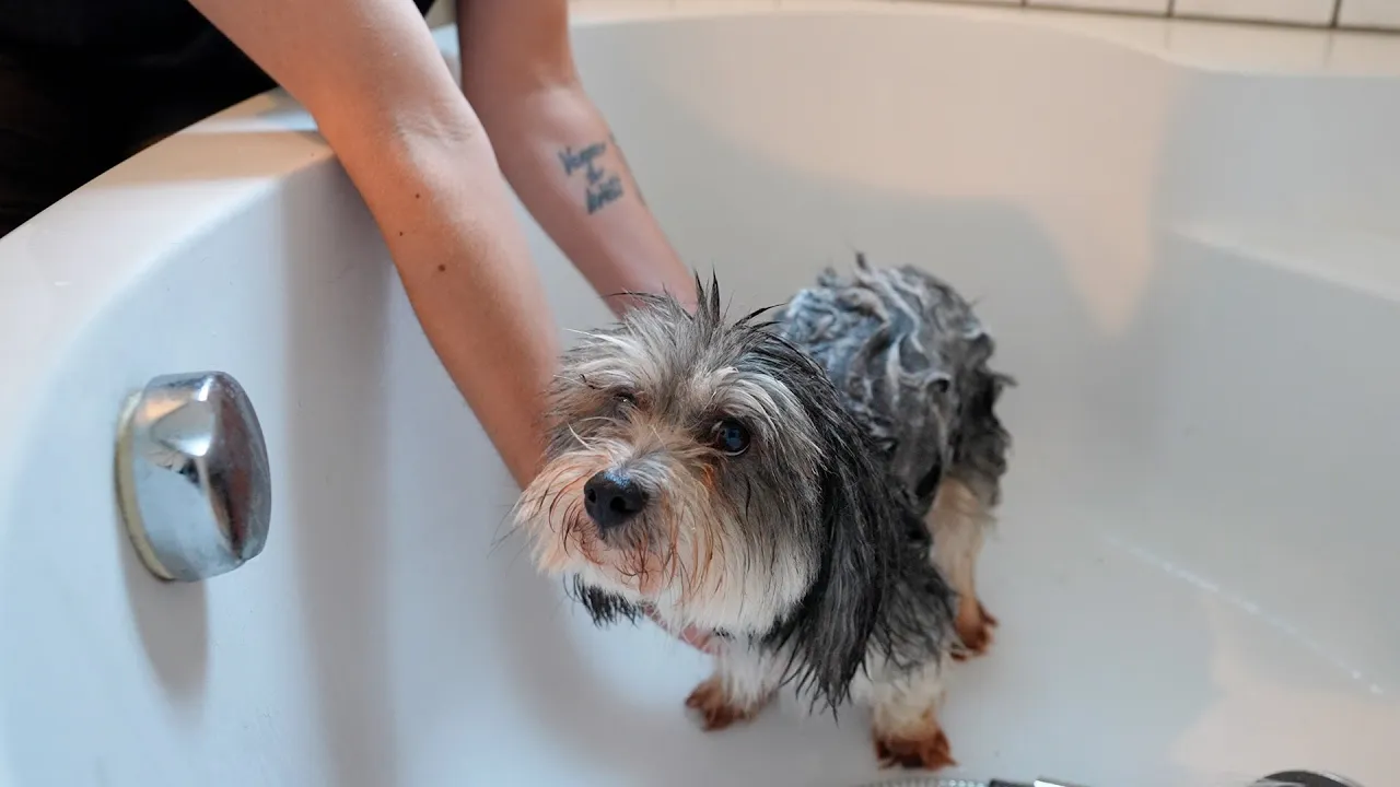 DU SKAL I BAD!! (Sketch)