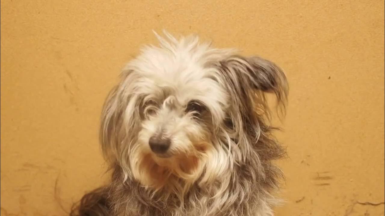 SANDHEDEN OM MIN HUND?