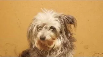 SANDHEDEN OM MIN HUND?