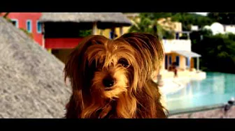 MIN HUND I PARADISE HOTEL?