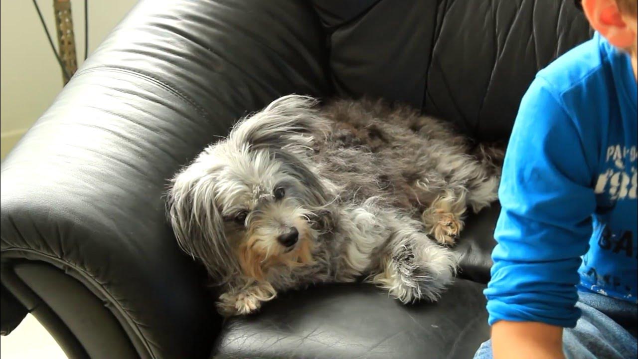 MIN HUNDS FØDSELSDAG!