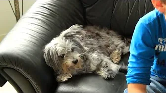 MIN HUNDS FØDSELSDAG!