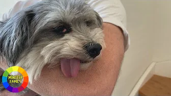 Mini bliver opereret