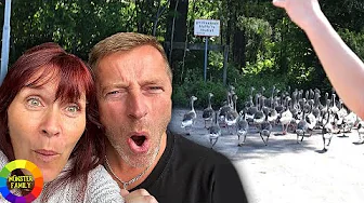 Familien oplever mærkelige ting / Får besøg af 100 gæs!