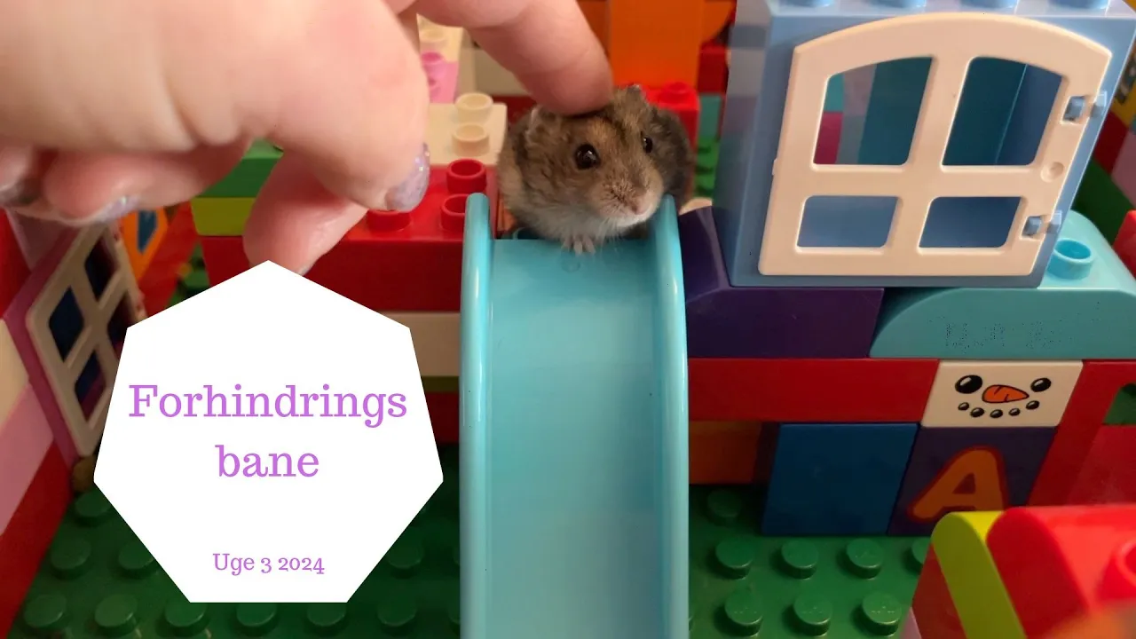 HAMSTER FORHINDRINGSBANE