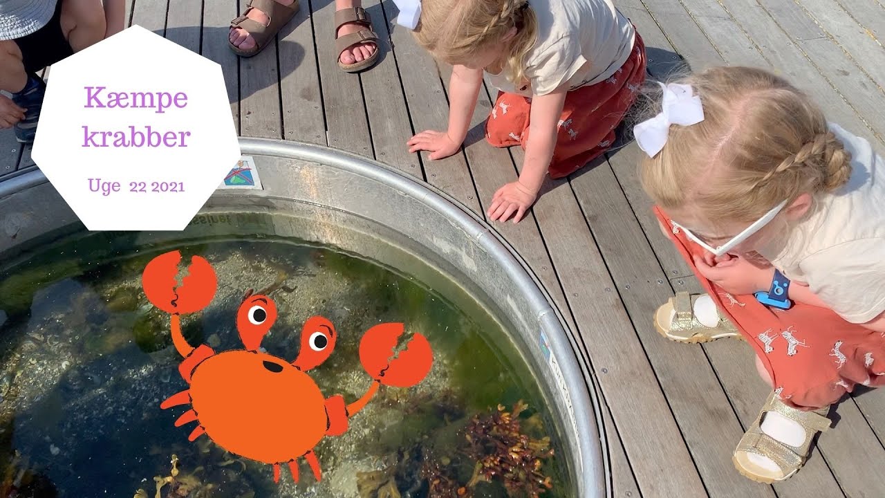 FANGER VI EN KRABBE PÅ BØRNENES DAG