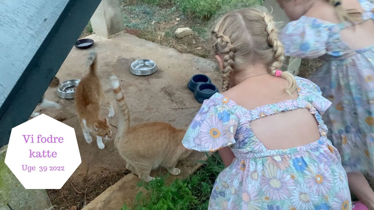 VI FODRE HOTELLETS KATTE PÅ MALTA