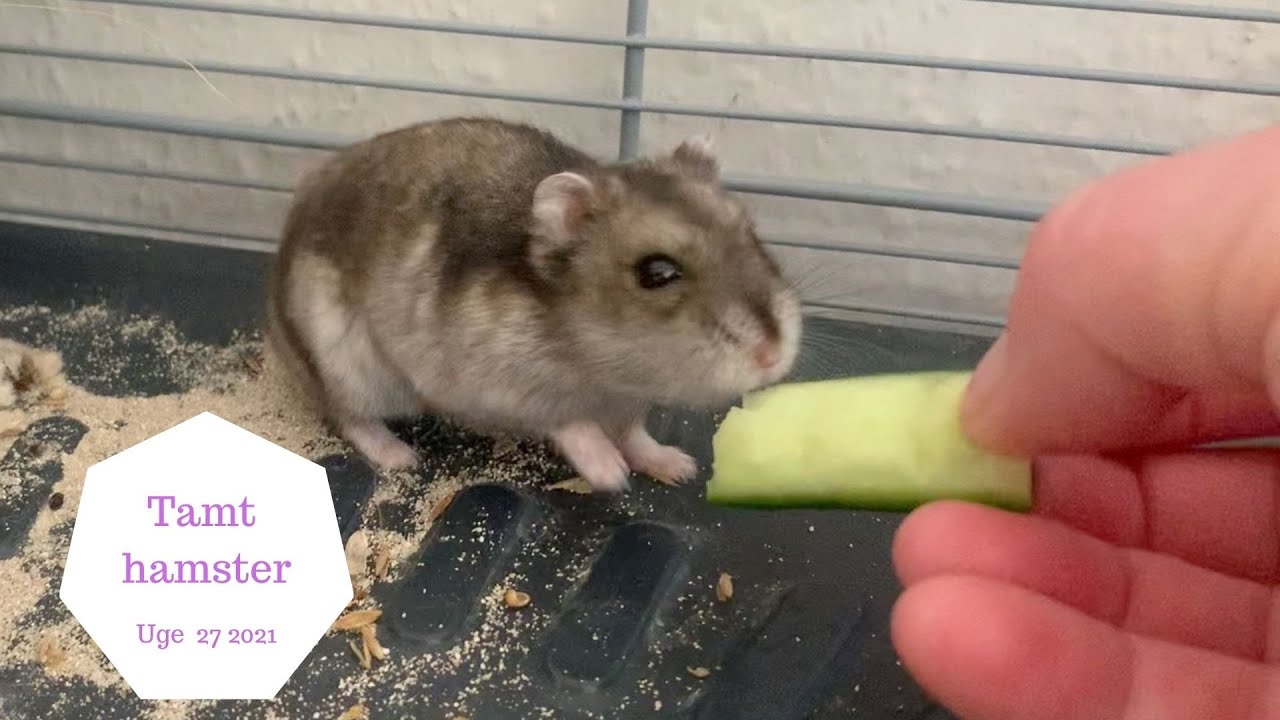 KAN JEG FÅ MIT HAMSTER TIL AT SPISE FRA MIN HÅND