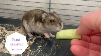 KAN JEG FÅ MIT HAMSTER TIL AT SPISE FRA MIN HÅND