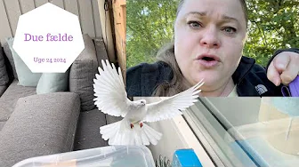 KAN JEG REDDE DUEN FRA VORES FÆLDE?