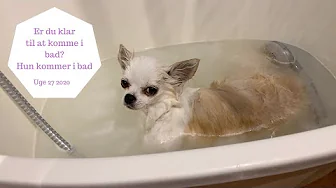 ER DU KLAR TIL AT KOMME I BAD? HUND KOMMER I KAR BAD