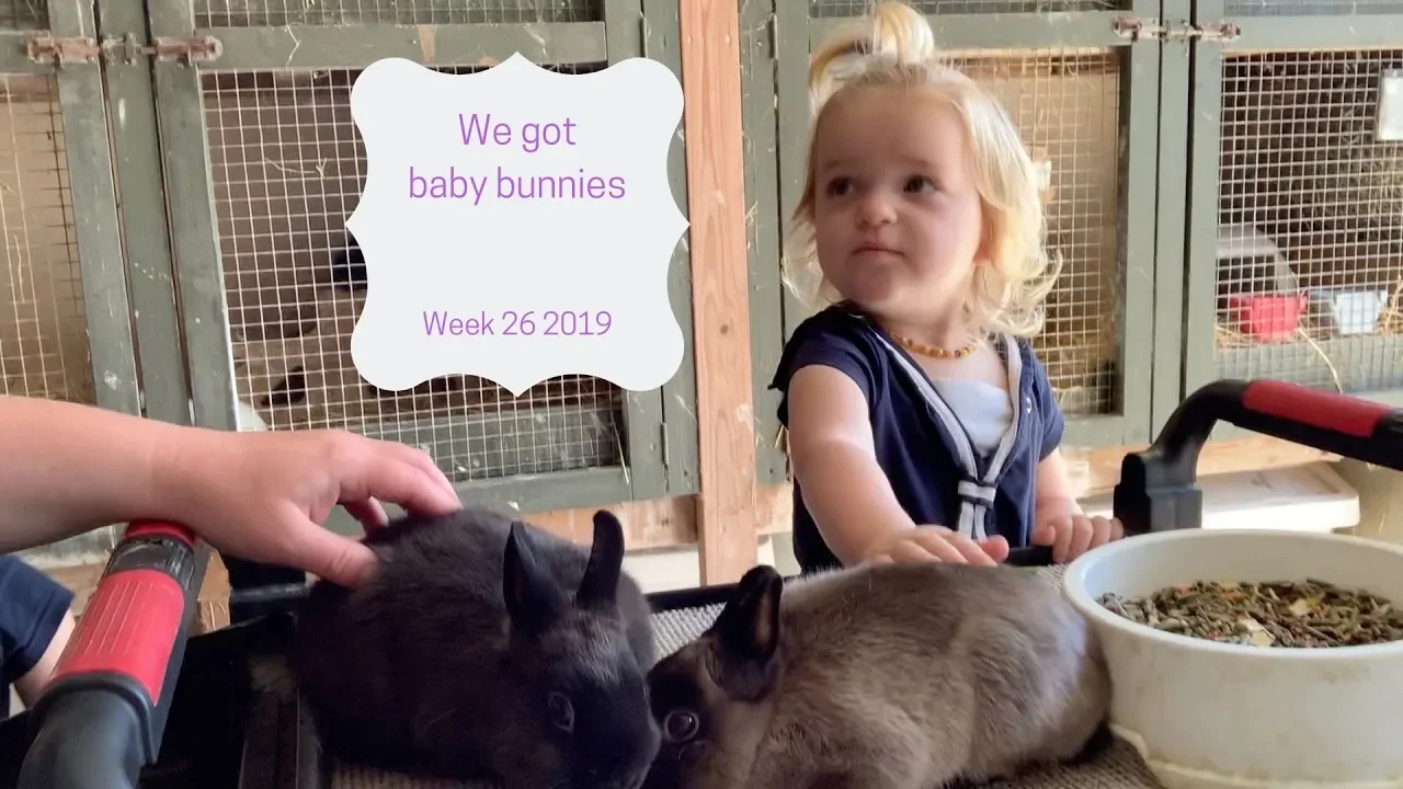 We Got Baby Bunnies
