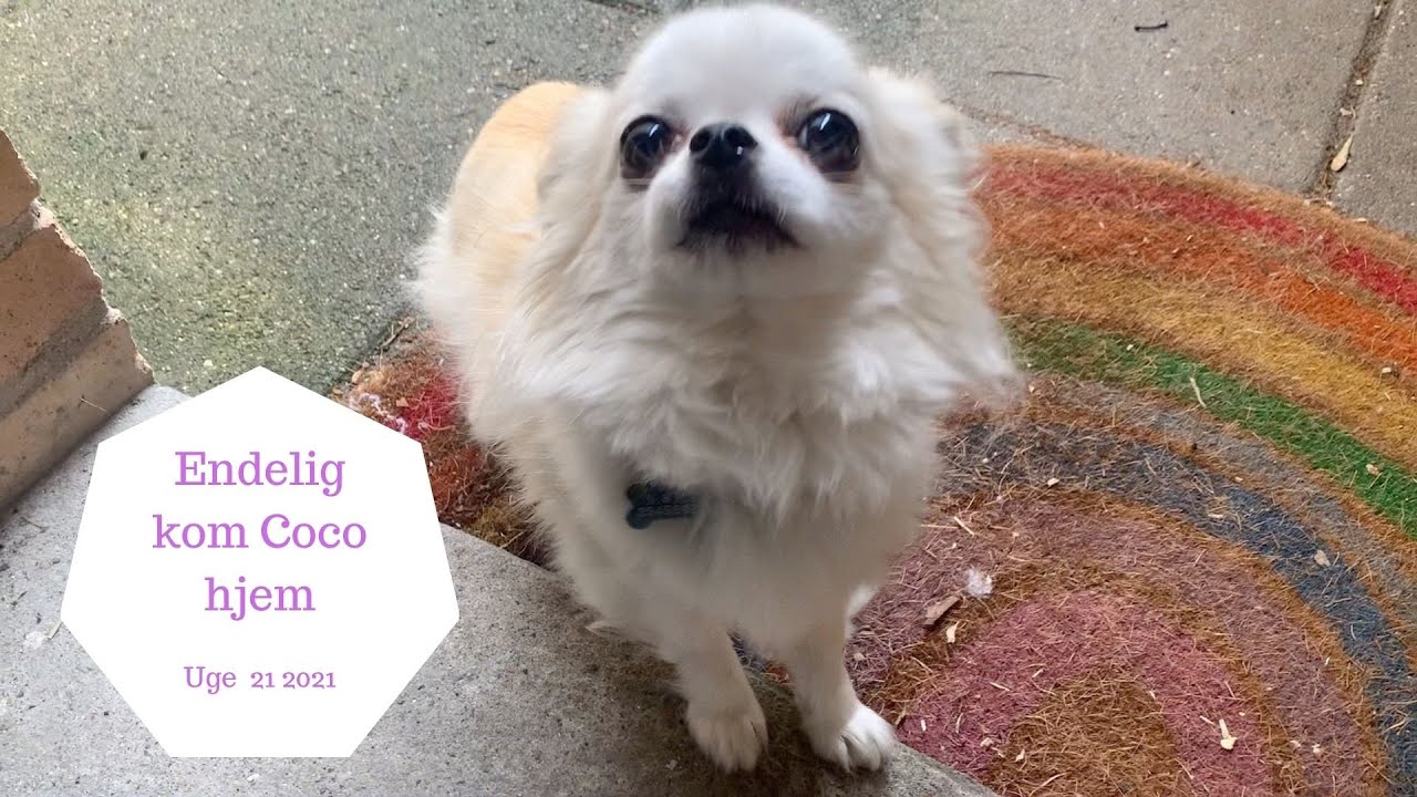 VORES HUND KOMMER HJEM IGEN