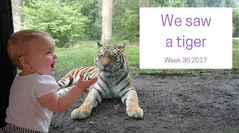 We saw a tiger