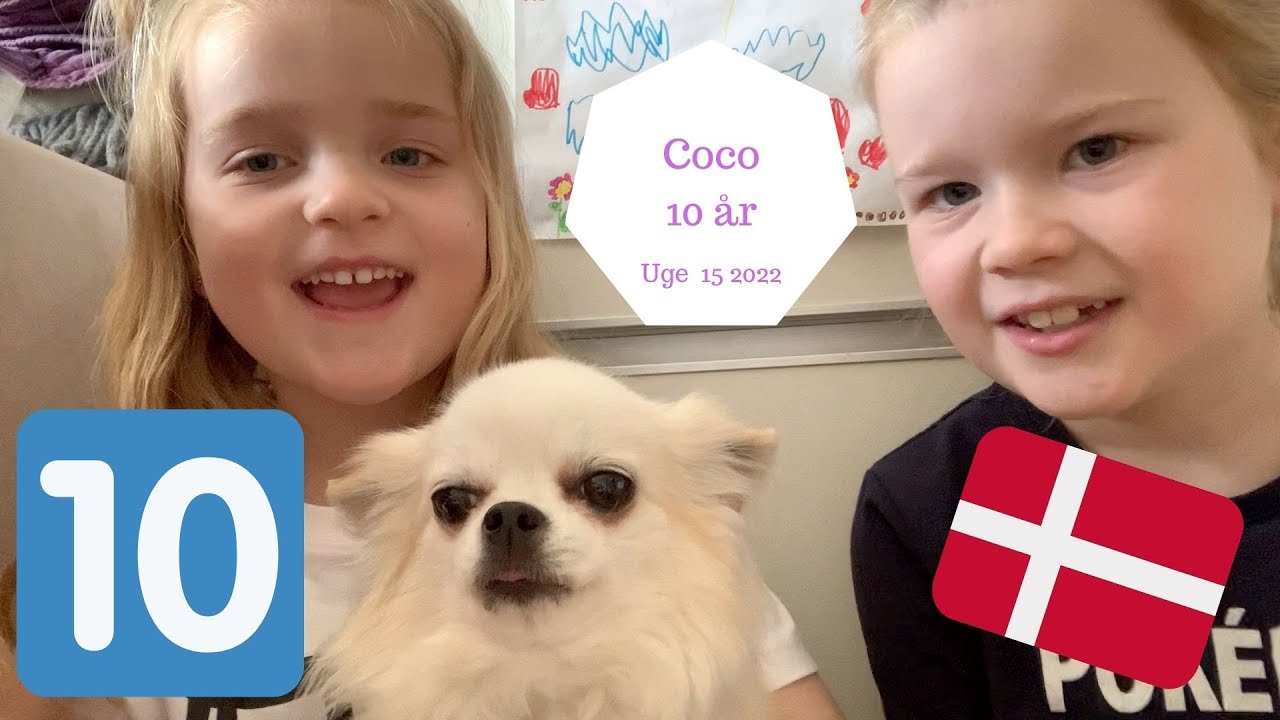 VORES HUND, COCO, BLIVER 10 ÅR GAMMEL