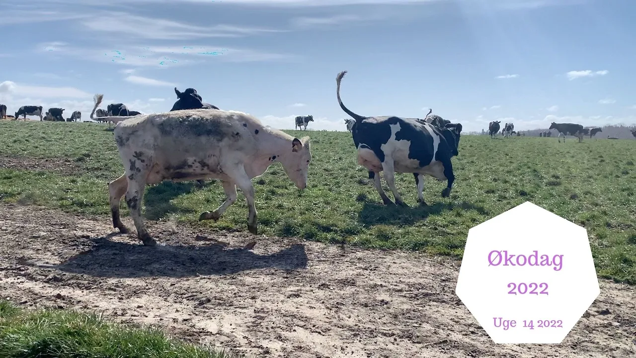 ØKODAG 2022 - VI SER KØERNE DANSE