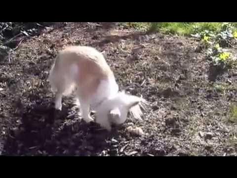 Digging down my bone