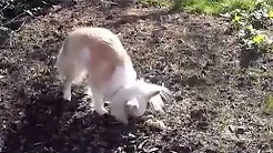 Digging down my bone