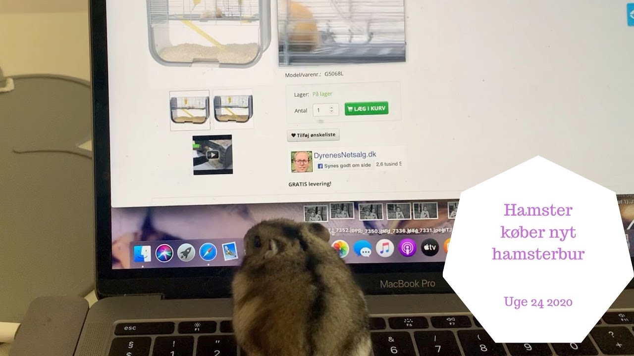 HAMSTER KØBER NYT HAMSTERBUR