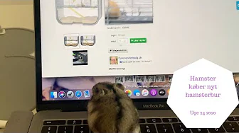 HAMSTER KØBER NYT HAMSTERBUR