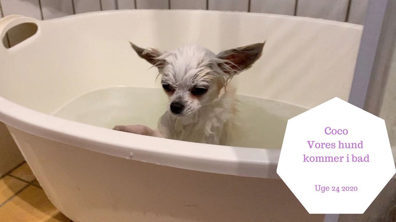 COCO VORES HUND KOMMER I BAD