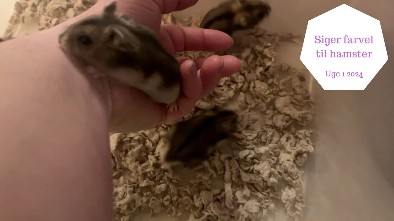 VI SIGER FARVEL TIL VORES FØRSTE HAMSTER UNGE