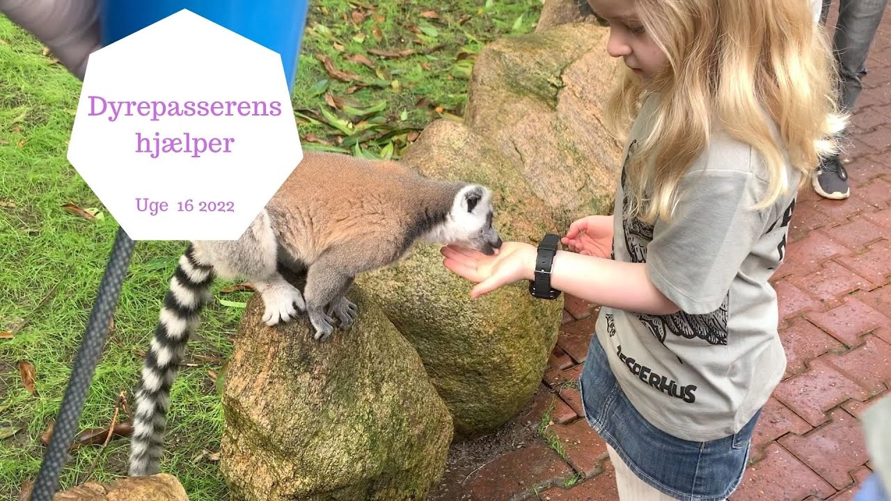 DYREPASSERENS HJÆLPER FOR EN DAG I JESPERHUS
