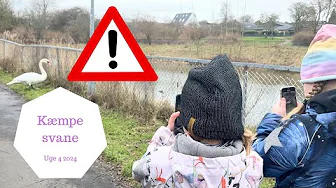 KOMMER HELT TÆT PÅ EN SVANE - ANGRIBER DEN OS?
