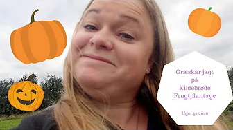 GRÆSKAR JAGT PÅ KILDEBRØDE FRUGTPLANTAGE