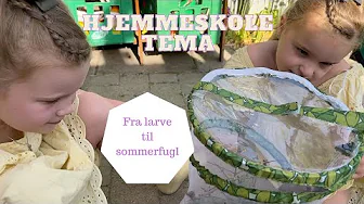 HJEMMESKOLE TEMA - FRA LARVE TIL SOMMERFUGL