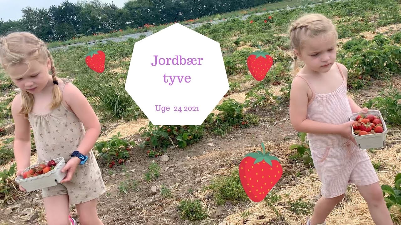 VI PLUKKER JORDBÆR FOR FØRSTE GANG