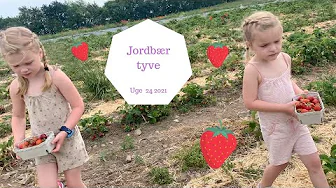 VI PLUKKER JORDBÆR FOR FØRSTE GANG
