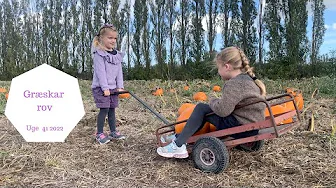 VI FINDER GRÆSKAR PÅ KILDEBRØNDE FRUGTPLANTAGE