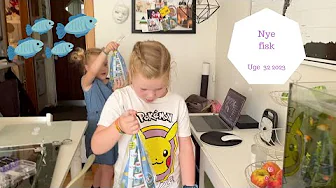 VI FÅR NYE FISK I VORES AKVARIE