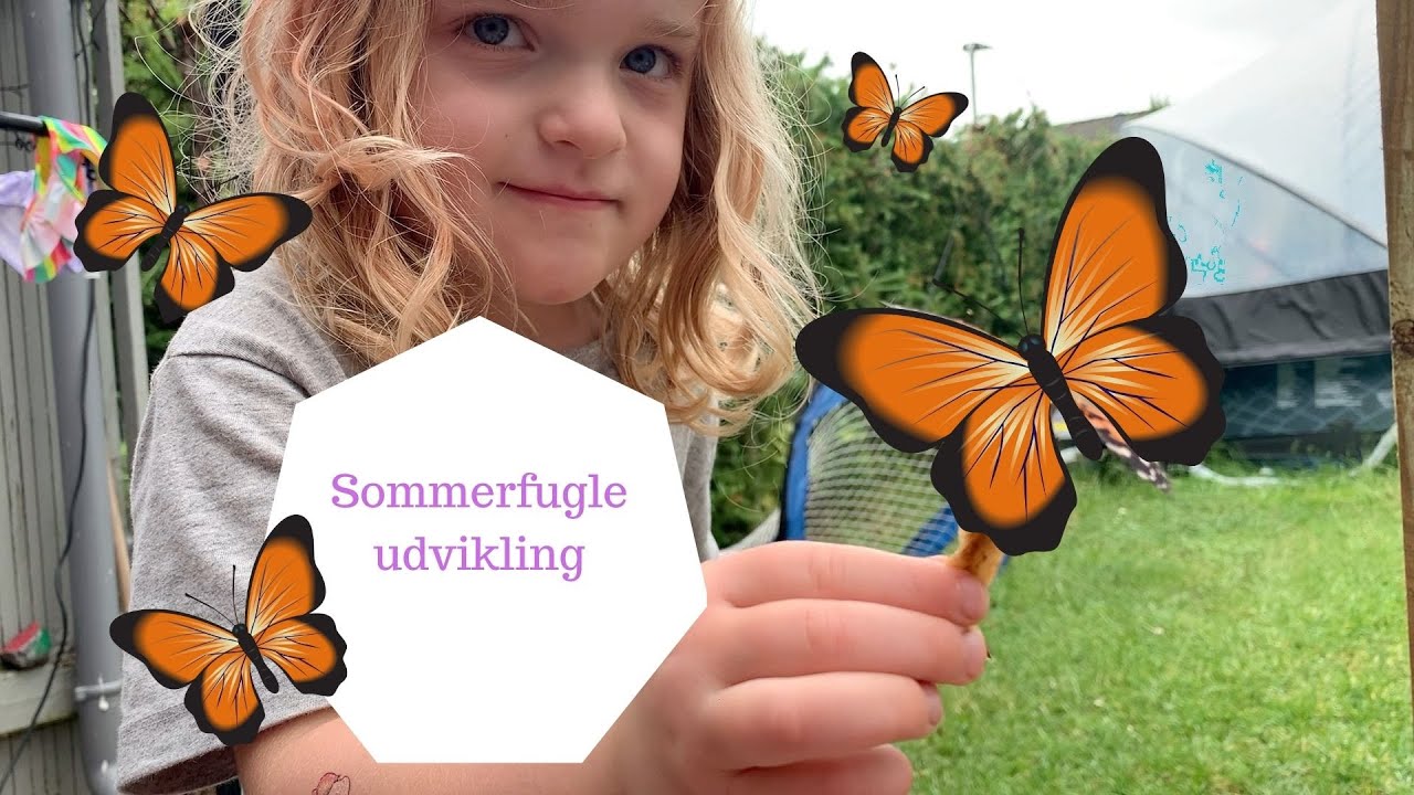 VI FÅR SOMMERFUGLE LARVER SOM BLIVER TIL SOMMERFUGLE