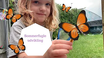 VI FÅR SOMMERFUGLE LARVER SOM BLIVER TIL SOMMERFUGLE