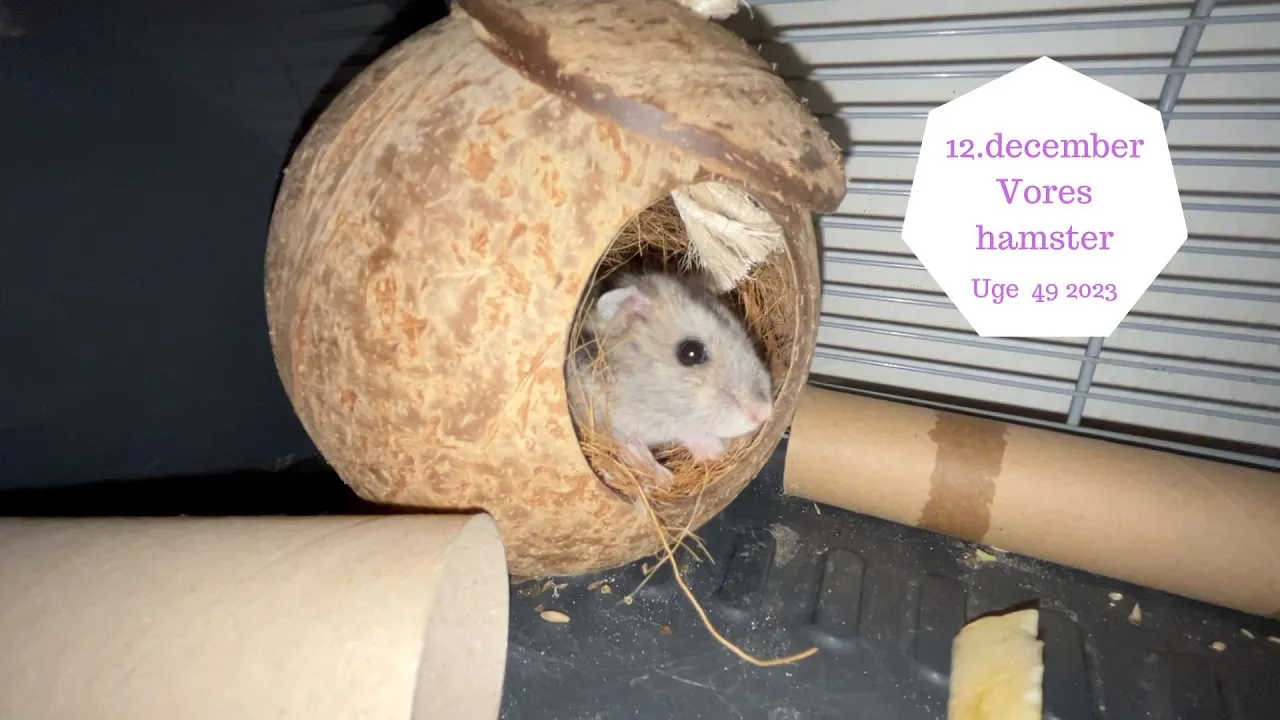 12. DECEMBER AKUT TANDLÆGETID OG VORES HAMSTER