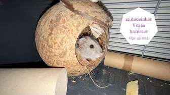 12. DECEMBER AKUT TANDLÆGETID OG VORES HAMSTER