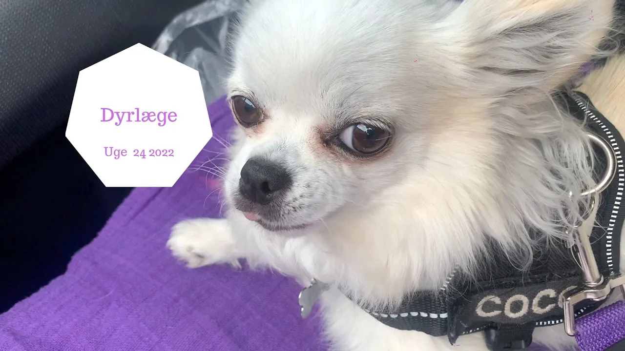 DYRLÆGEN, KAGE OG POOL TID