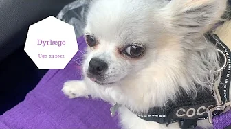 DYRLÆGEN, KAGE OG POOL TID