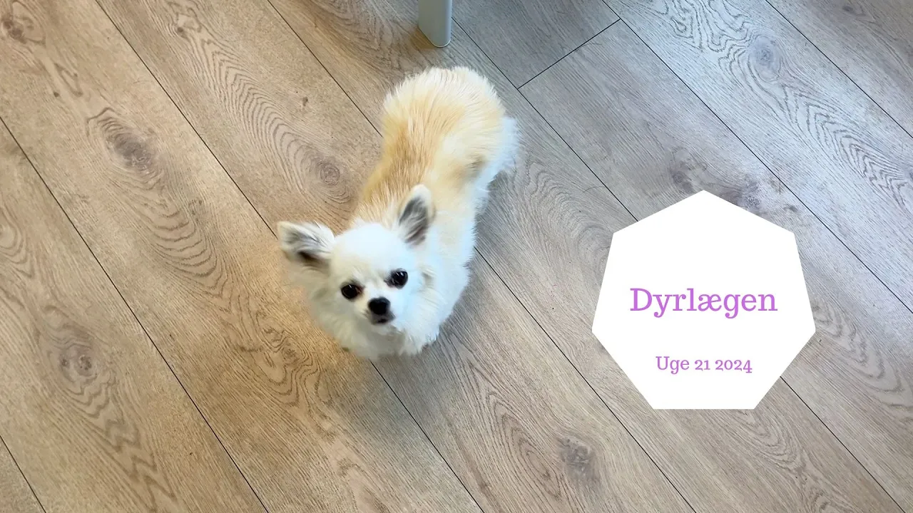 DYRLÆGEN MED COCO - VI OPLEVER NOGET RET VOLDSOMT