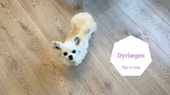 DYRLÆGEN MED COCO - VI OPLEVER NOGET RET VOLDSOMT